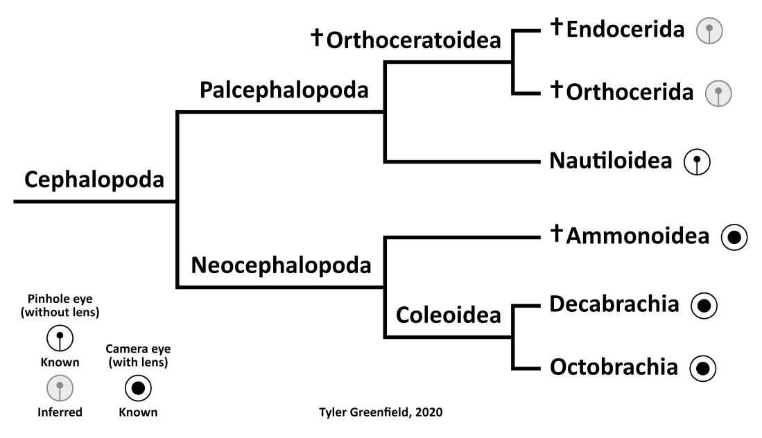Cephalopoda eye diagram v2