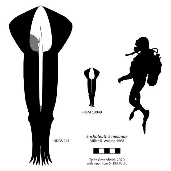 Enchoteuthis skeletal UPDATED